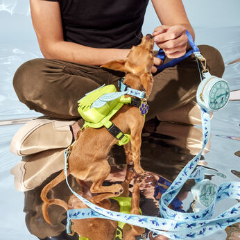 Peter Pan You Can Fly Leash,  Peter Pan You Can Fly Leash, Image 2