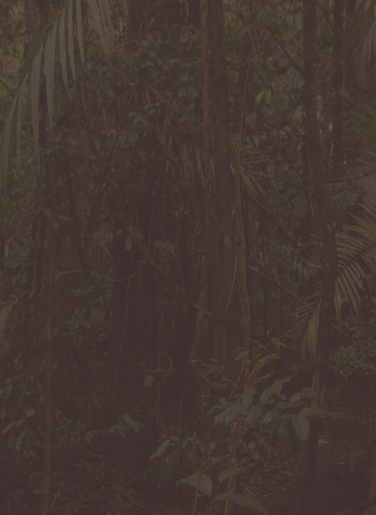 Jungle background with brown tone