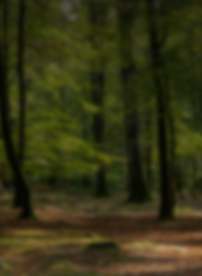 Dark, atmospheric forest with tall trees, mossy green foliage, and a softly blurred woodland background.