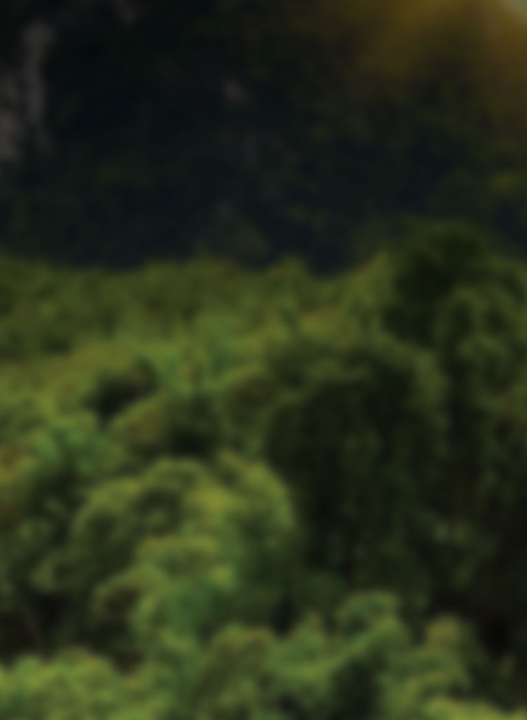 Lush jungle background with sunset and blur overlay